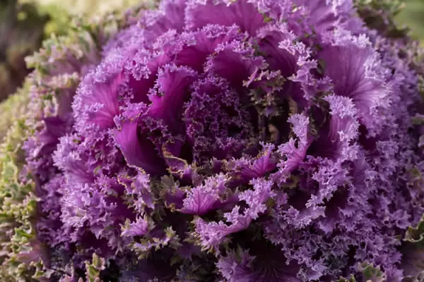 Flowers Called Ornamental Cabbage, süs lahanası
