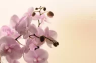 Evde Orkide Çiçeği Nasıl Yetişir