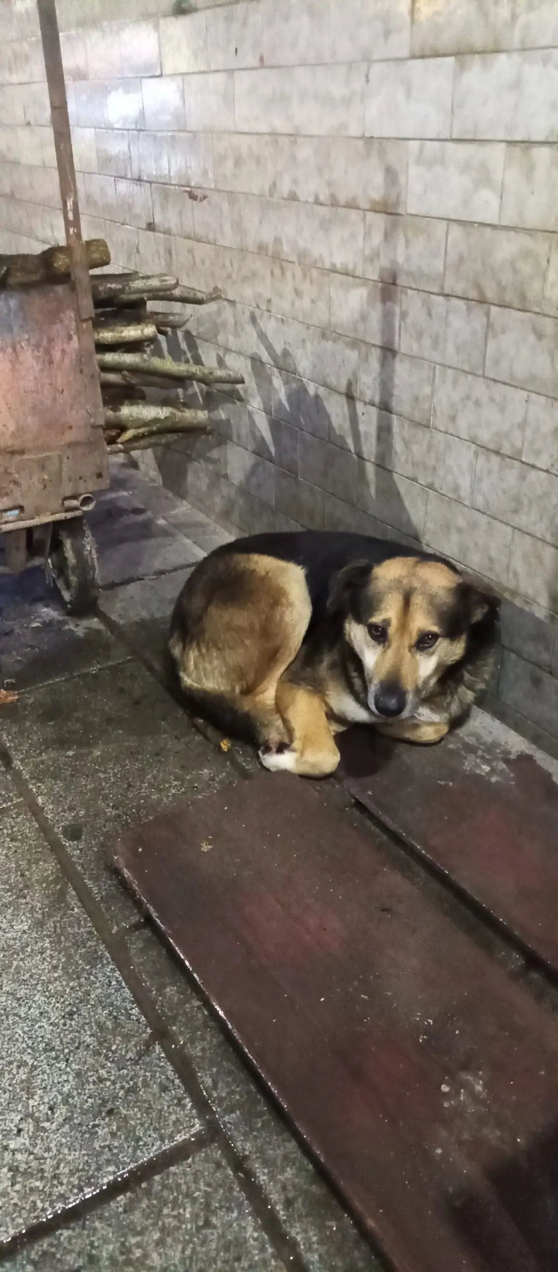 Sokak Köpekleri Nasıl Beslenir?