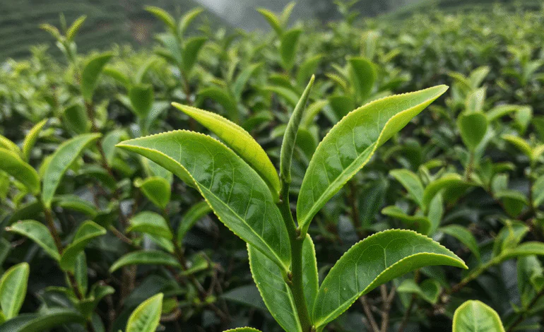 Çay Nasıl Yetiştirilir?