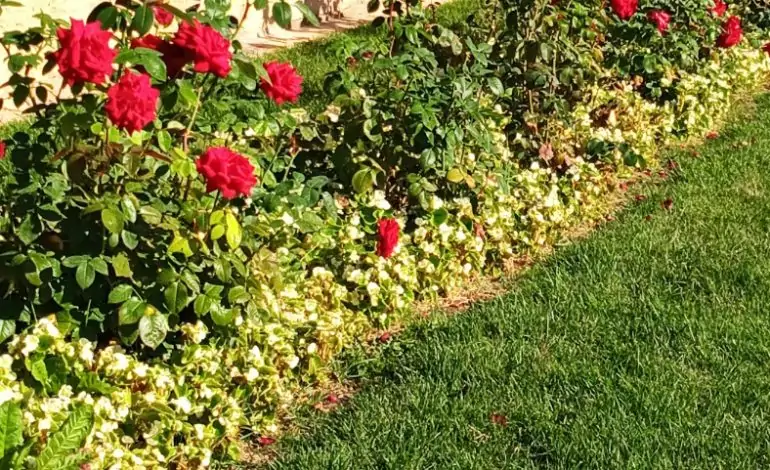 Ekimde yapacağınız doğru budamalarla ilkbaharda bahçeniz şenlensin