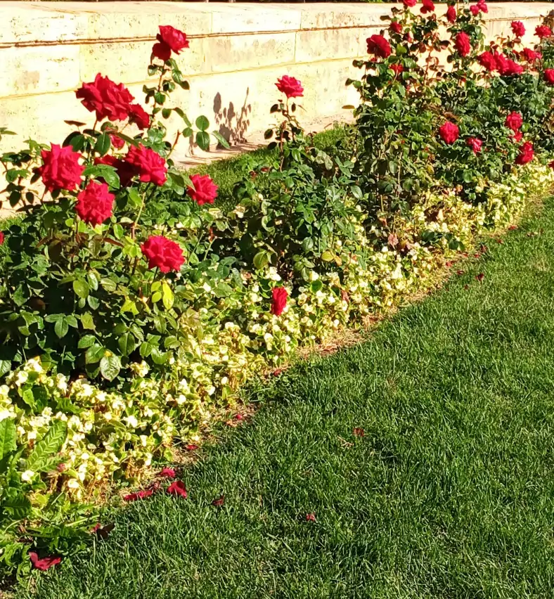 Ekimde yapacağınız doğru budamalarla ilkbaharda bahçeniz şenlensin