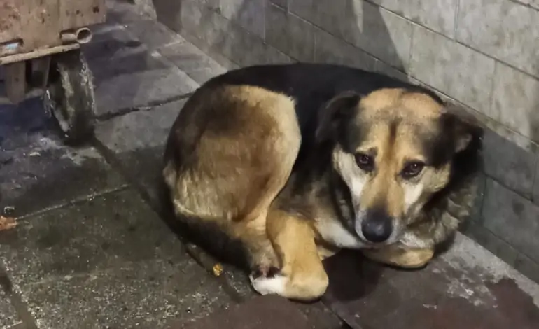 Sokak Köpekleri Nasıl Beslenir?